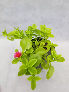 Aptemia (baby san rose) - comprar online