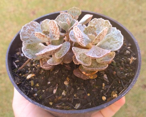 produto ls078 echeveria colorata ice - Página 22 - Busca na Lovely