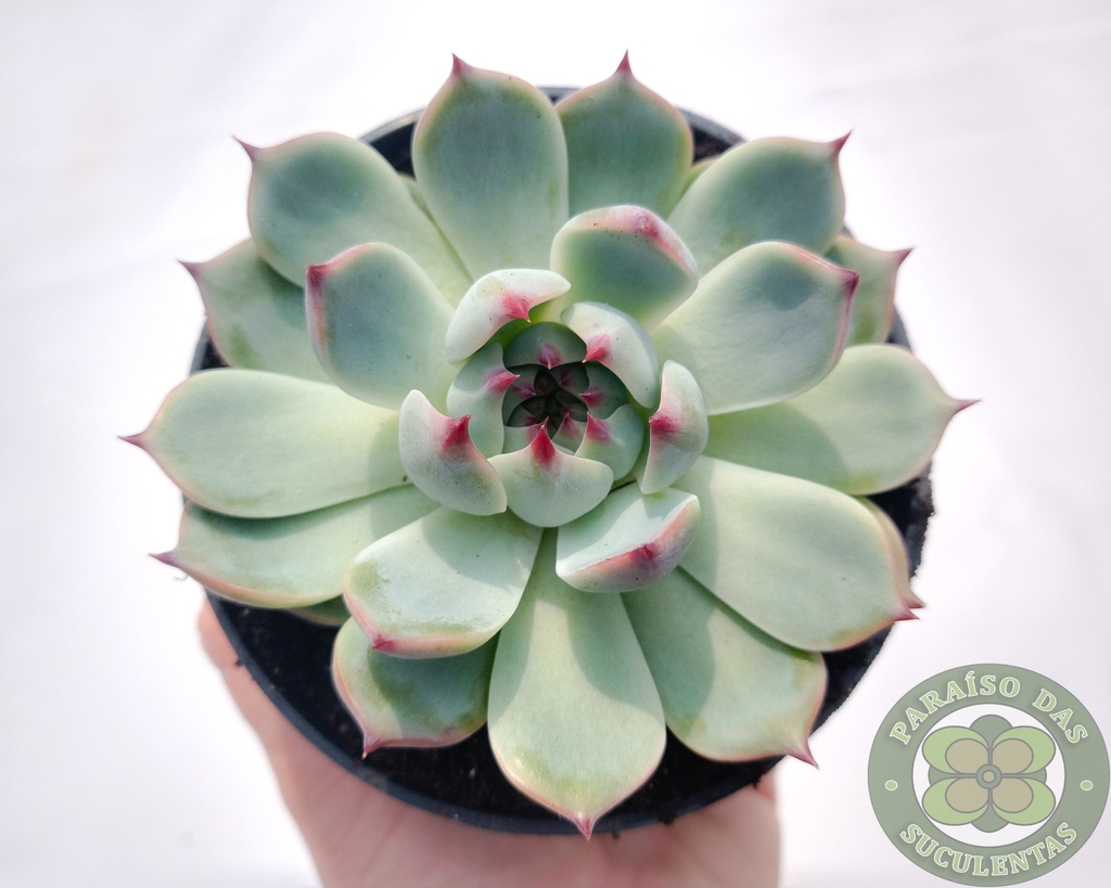 produto ls080 echeveria parva x lindsayana muda pequena - Página