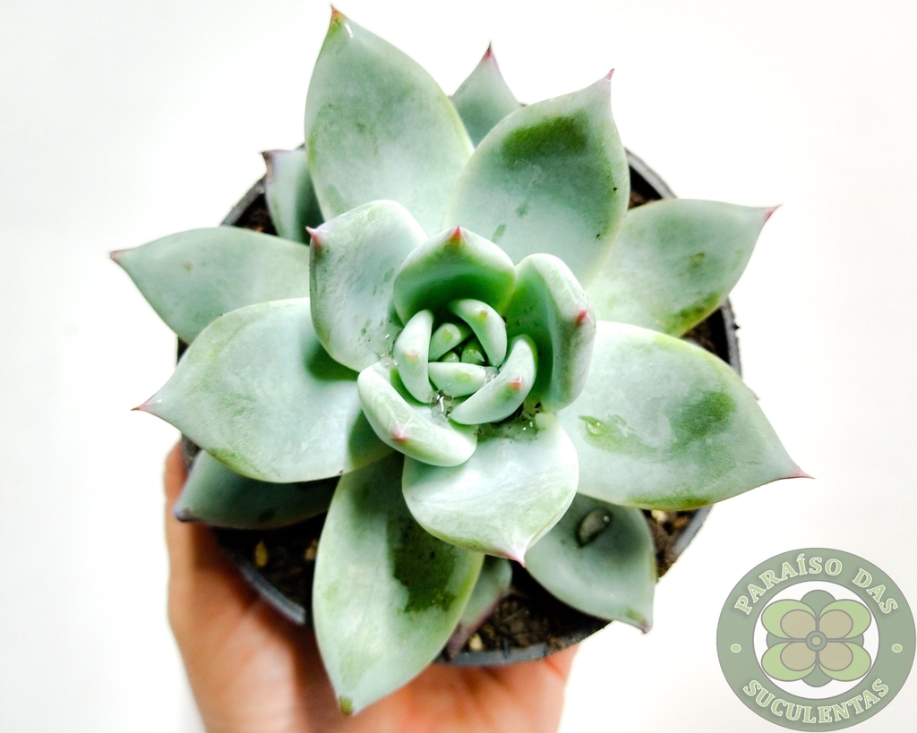 produto ls078 echeveria colorata ice - Página 22 - Busca na Lovely