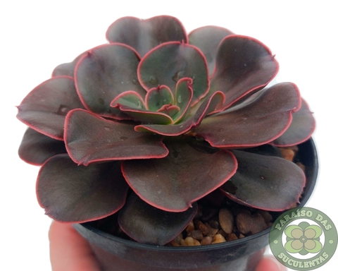 produto ls080 echeveria parva x lindsayana muda pequena - Página