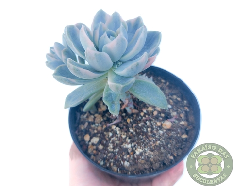 produto ls080 echeveria parva x lindsayana muda pequena - Página