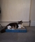 Rascador Catit Tabla Grande Plano Con Catnip Para Gatos en internet
