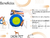 Nerf Dog Juguete Micro Squeak Ball Para Perros - comprar online
