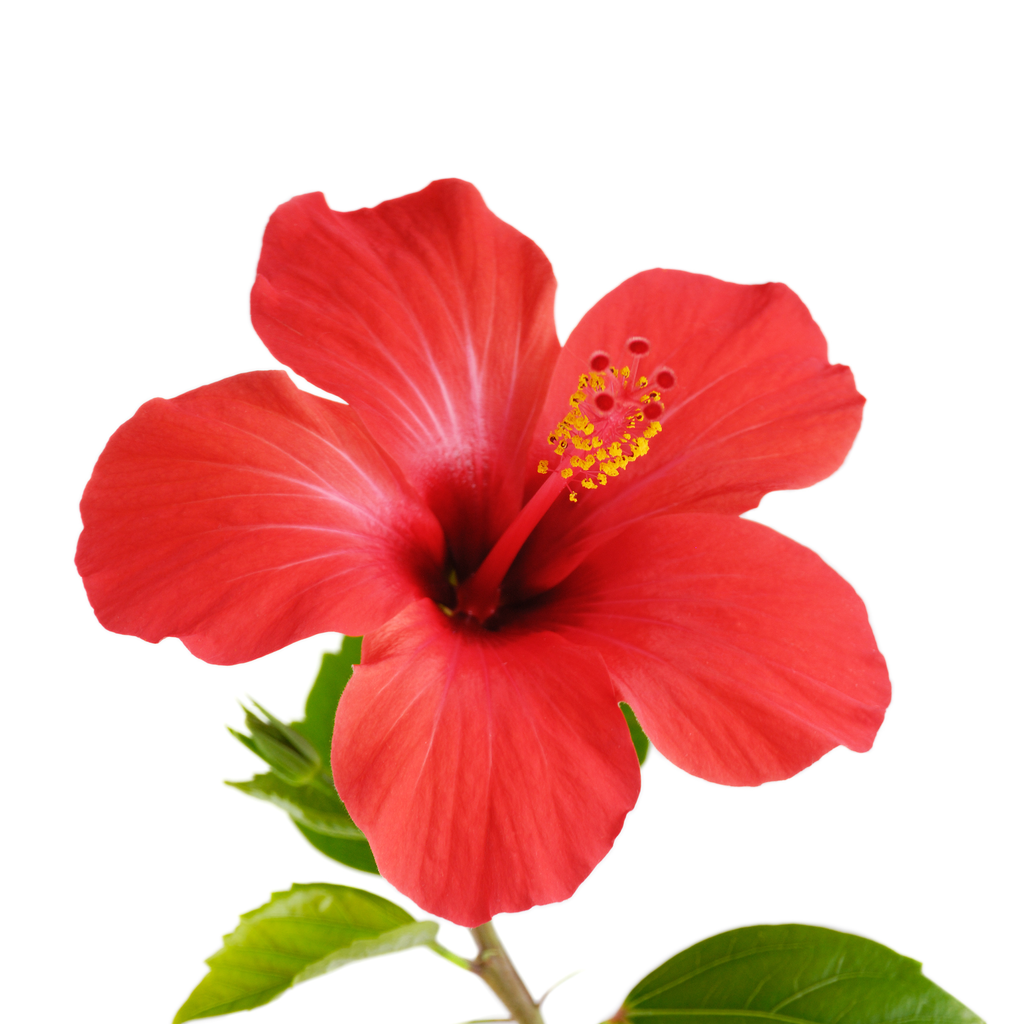 Aceite Esencial Puro y Natural de Hibiscus - Bio Tienda