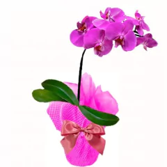 orquidea Phalaenopsis