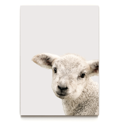 Quadro baby ovelha na internet