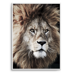 Quadro lion face - comprar online