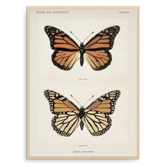 Quadro borboleta ilustra - Inspira Decore