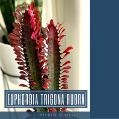 EUPHORBIA TRIGONA RUBRA