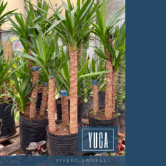 Yuca - comprar online