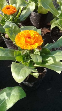 Calendula - comprar online