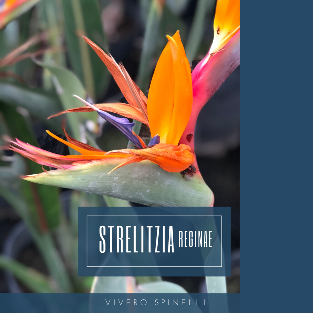 Strelitzia reginae - Comprar en VIVERO SPINELLI