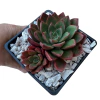Graptoveria Vera