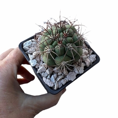 Gymnocalycium saglionis