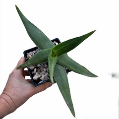 Aloe striata x maculata
