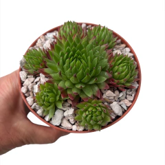 Sempervivum globiferum ssp. hirtum