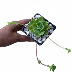 Graptoveria Jadeita
