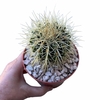 Echinocactus grusonii ("asiento de suegra")