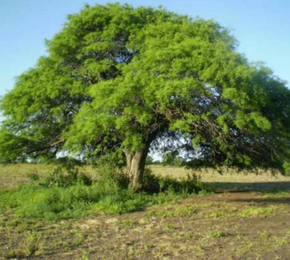 Algarrobo Blanco Prosopis Alba Enraizando Nativas