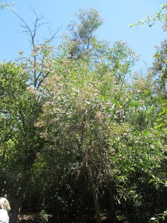 Aliso de Río (Tessaria integrifolia) - comprar online