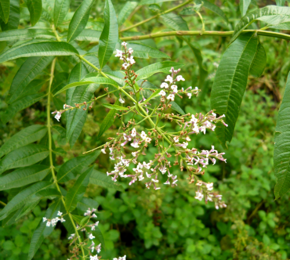 Cedrón (Aloysia citrodora) - Enraizando Nativas