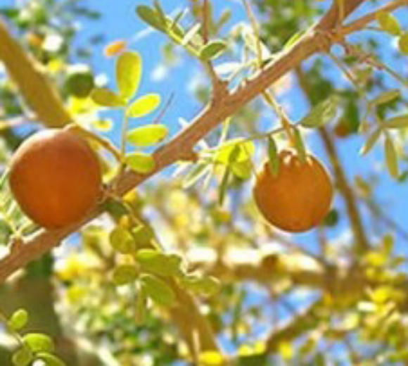 Chañar (Geoffroea decorticans) - Enraizando Nativas
