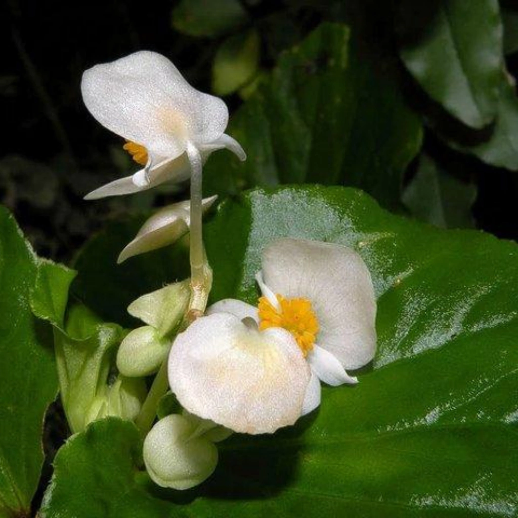 Flor de Nácar - Flor de Azúcar (Begonia cucullata)