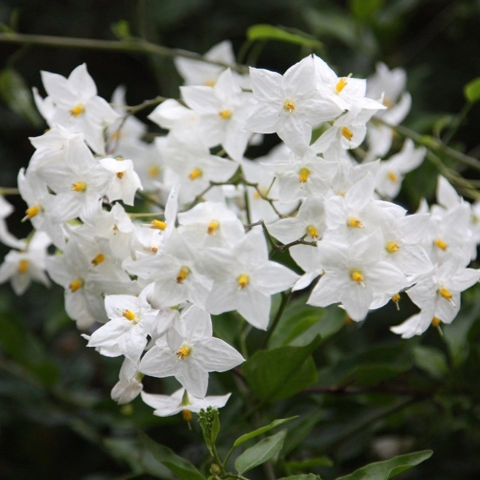 Jazmín de la Selva (Solanum laxum)