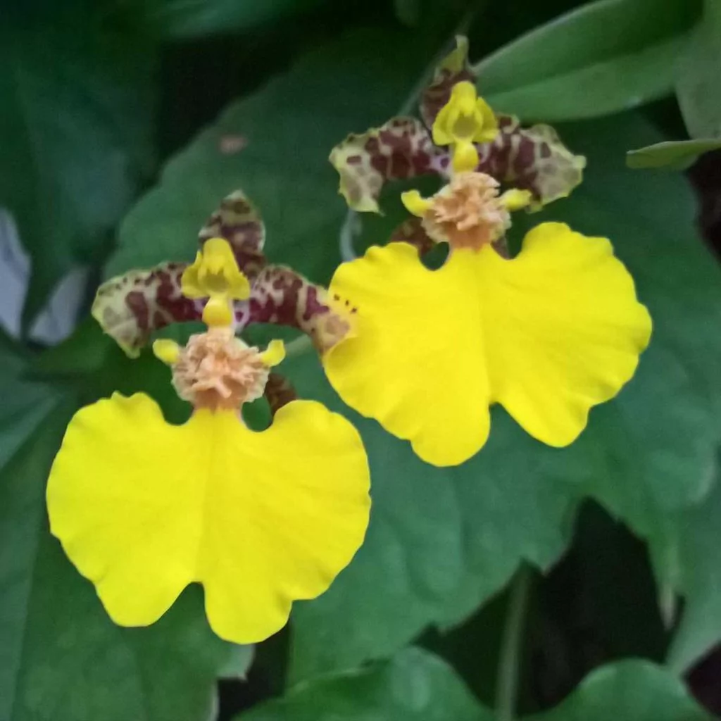 Orquídea Patito - Bailarina - Oncidium (Gomesa bifolia)