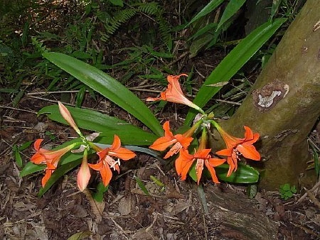 Amarilis de Campo - Azucena Colorada (Hippeastrum petiolatum)