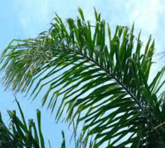 Pindó (Syagrus romanzoffiana) - Enraizando Nativas
