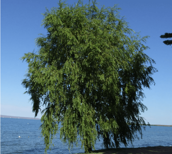 Sauce Criollo (Salix humboldtiana) Enraizando Nativas