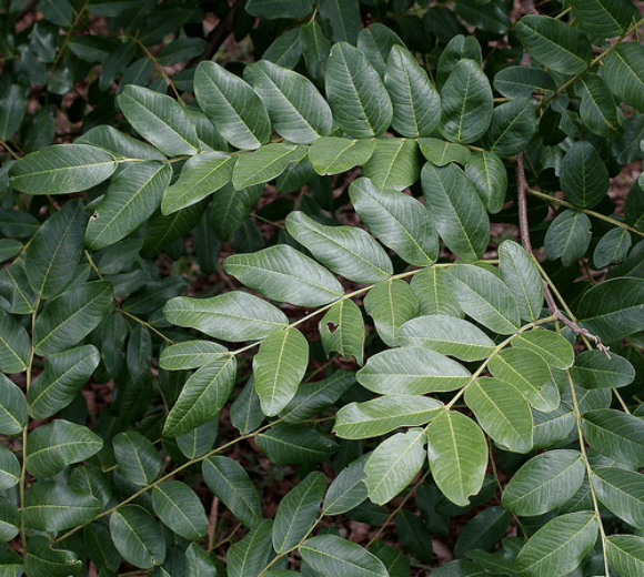 Tipa Colorada (Pterogyne nitens) - Enraizando Nativas