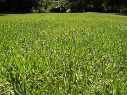 SEMILLAS DE CESPED 4 ESTACIONES