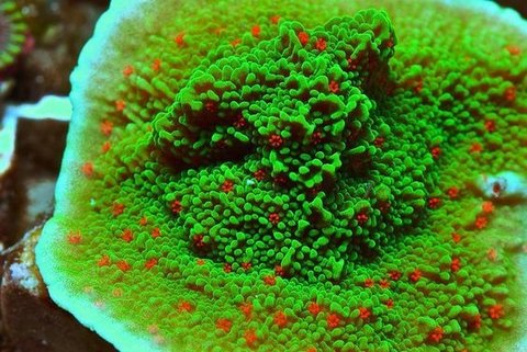 Montipora Chili Pepper Plating Zecareefs Aquarium