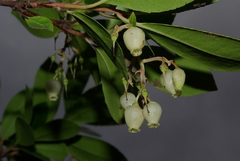 Medronheiro - Arbutus unedo- Frutifera - Plantamundo
