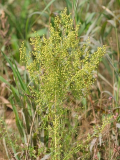 Artemisia Doce - Artemisia annua - Erva Medicinal
