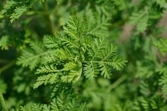 Artemisina - Extracto de Artemisia annua