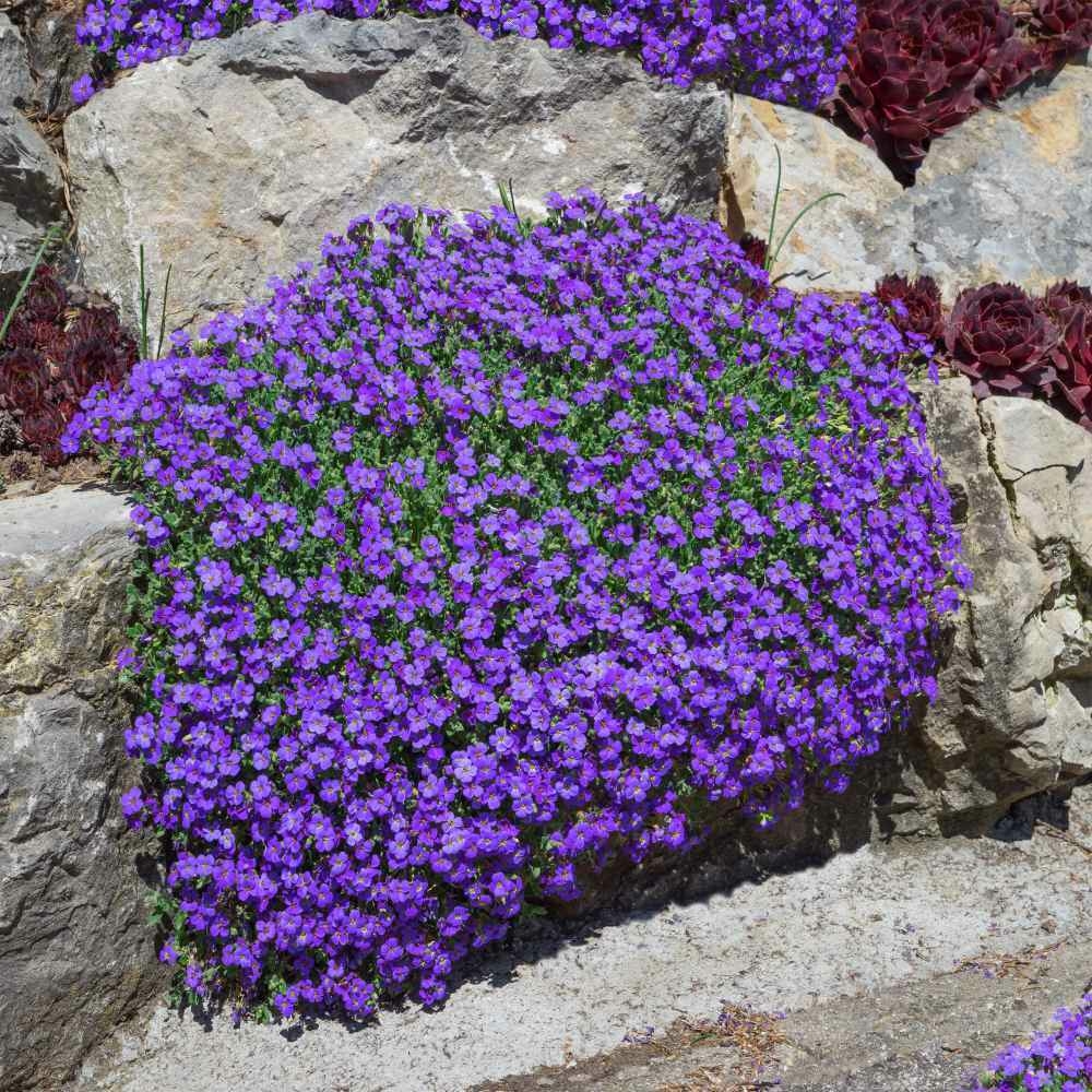 30 Sementes de Purple Rock Cress Cascade Blue - Agrião das Rochas -  Aubrieta deltoides - Flor PANC
