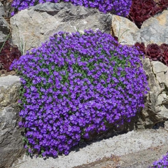 30 Sementes de Purple Rock Cress Cascade Blue - Agrião das Rochas - Aubrieta deltoides - Flor PANC na internet