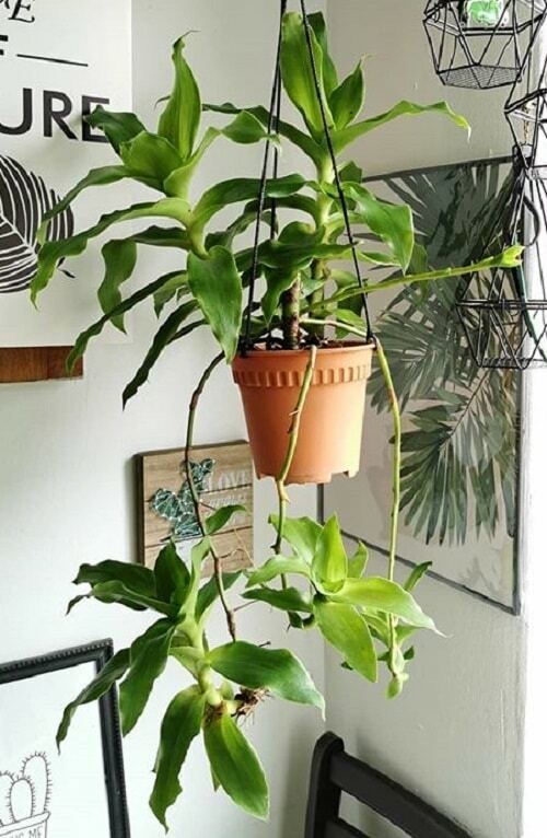 Planta de Cesta Basket Plant Callisia fragrans