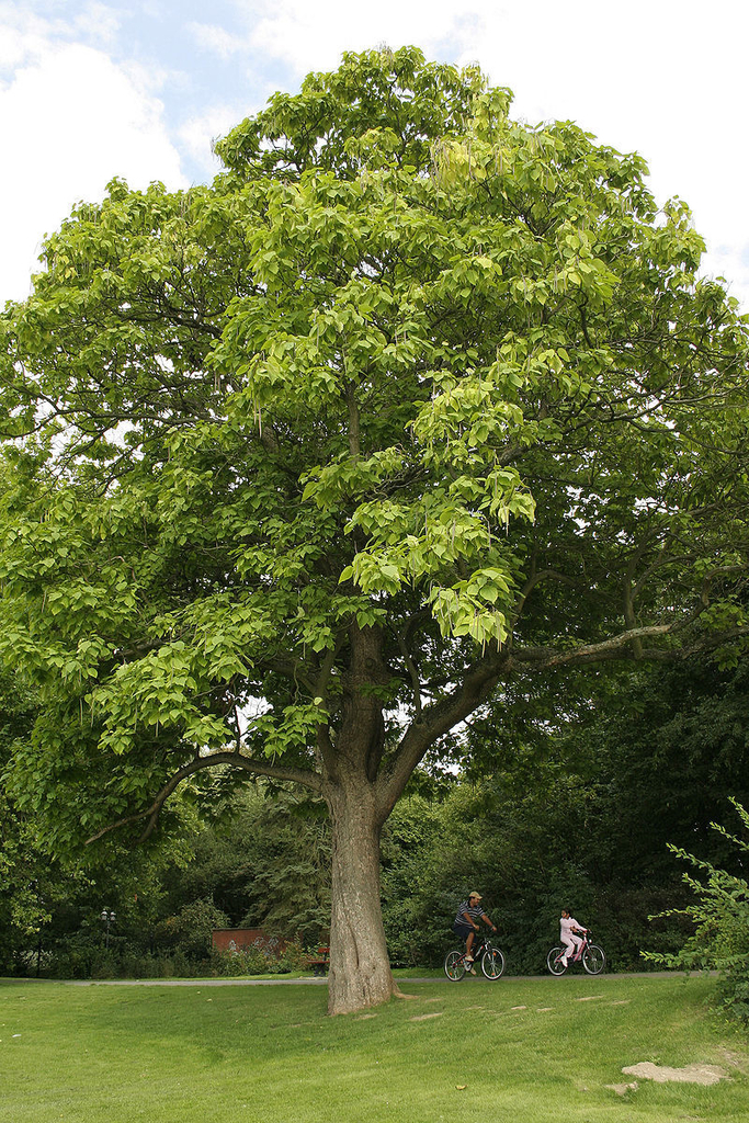Trombeteira Catalpa bignonioides Sementes para Bonsai ou Árvore