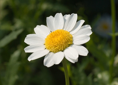 Margarida Rasteira - Chrysanthemum Paludosum - Flor na internet