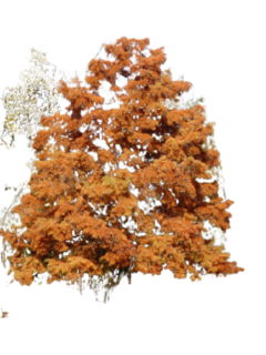 Cipreste Vermelho - Cipreste Calvo - Cipreste Dos Pântanos - Taxodium distichum - Bonsai ou Árvore - loja online