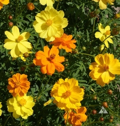 Cosmos MIx (Laranjas e amarelos) - Pasto apícola na internet