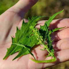 Epazote - Mastruz - Erva Santa Maria - Chenopodium ambrosioides