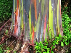 Eucalipto Arco Iris - Eucalyptus deglupta