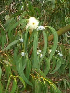 Eucalipto Azul - Eucalipto Branco - Eucalyptus glóbulus - Árvore - comprar online