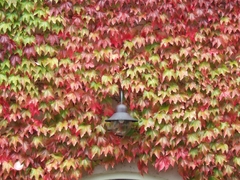 Hera Japonesa -Falsa Vinha - Boston Ivy - Partenoicussus tricusopidata - Trepadeira - Plantamundo